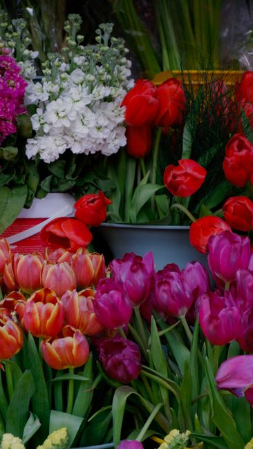 A vibrant display of fresh flowers arranged on a table, featuring a variety of tulips in shades of red, pink, and orange with delicate petals and green stems. Behind the tulips, there are clusters of 