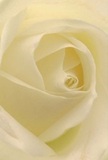 The eye is drawn intimately into the spiraled embrace of a creamy white rose delicately photographed in the hands of an Ardleigh Green florist. The petals gently unfurl in overlapping harmony, their satiny texture and translucent edges conjuring the freshness of early morning dew along Squirrels Heath Road. Subtle shadows dance among ivory folds, creating a calming sense of depth and serenity. The atmosphere evokes a peaceful pause-the kind felt during quiet reflection after a meaningful milestone or as condolence is extended to a neighbour. This rose becomes a vessel for heartfelt emotion: the flawless symmetry and gleaming petal surfaces speak to the care and expertise behind local arrangements, while an imagined sweet fragrance lingers in the air. Every detail, from the creamy white palette to the soft interplay of light and shadow, embodies the artistry and compassion found at Ardleigh Green Flowers, ensuring the bloom is the quintessential messenger for sympathy, admiration, or new beginnings in the local community.